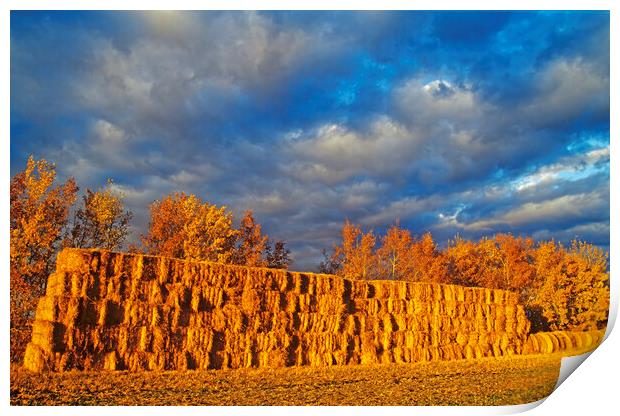 straw bales in autumn light Print by Dave Reede