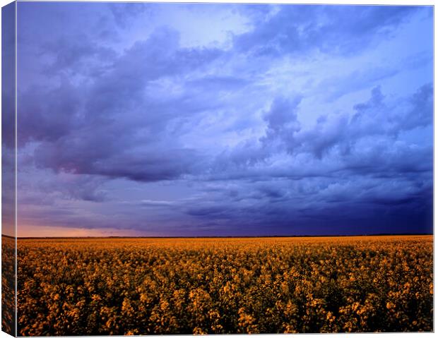 blooming canola field with developing cumulonimbus cloud in the sky Canvas Print by Dave Reede