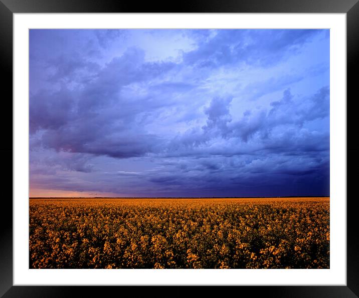 blooming canola field with developing cumulonimbus cloud in the sky Framed Mounted Print by Dave Reede