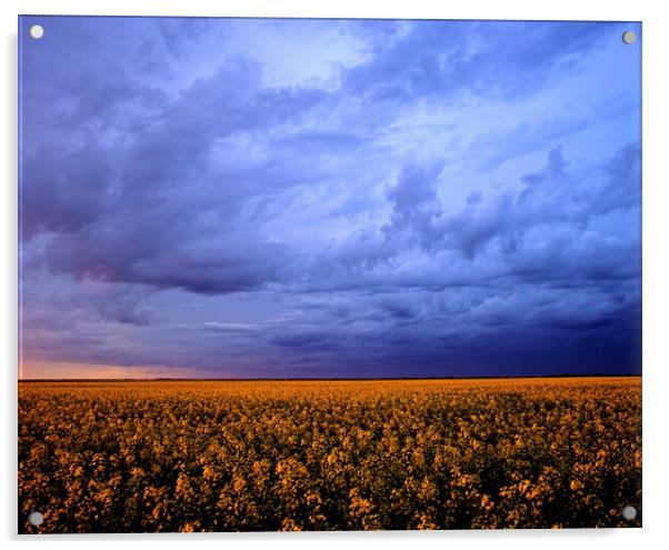 blooming canola field with developing cumulonimbus cloud in the sky Acrylic by Dave Reede
