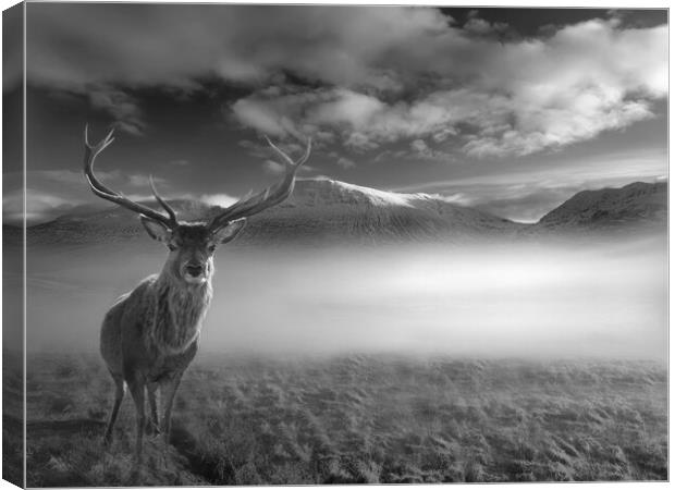 Inquisitive Highland Stag Canvas Print by Alison Chambers
