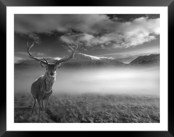 Inquisitive Highland Stag Framed Mounted Print by Alison Chambers
