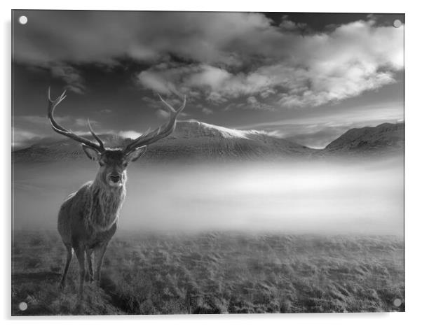 Inquisitive Highland Stag Acrylic by Alison Chambers