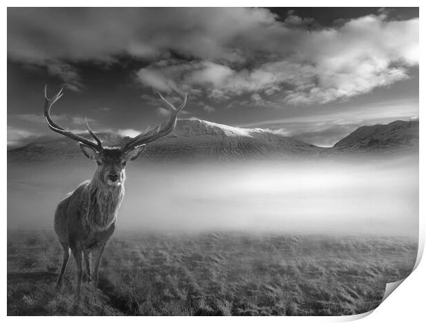 Inquisitive Highland Stag Print by Alison Chambers