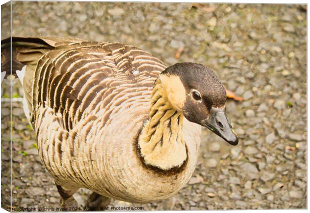 Hawiian Goose Canvas Print by chris hyde