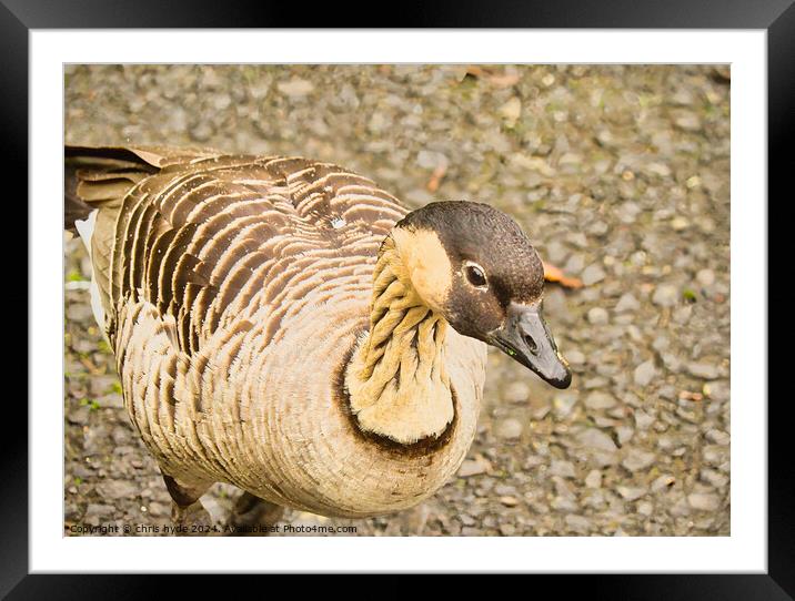 Hawiian Goose Framed Mounted Print by chris hyde
