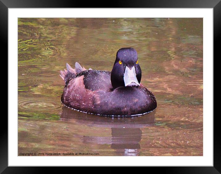 Newzealand Scaup Framed Mounted Print by chris hyde