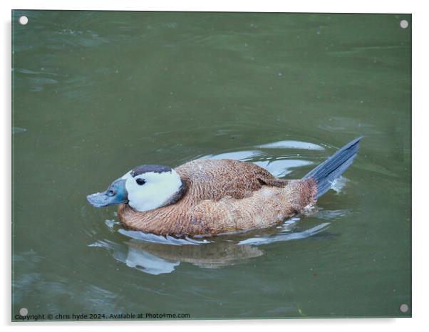 White Headed Duck Acrylic by chris hyde
