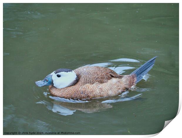 White Headed Duck Print by chris hyde