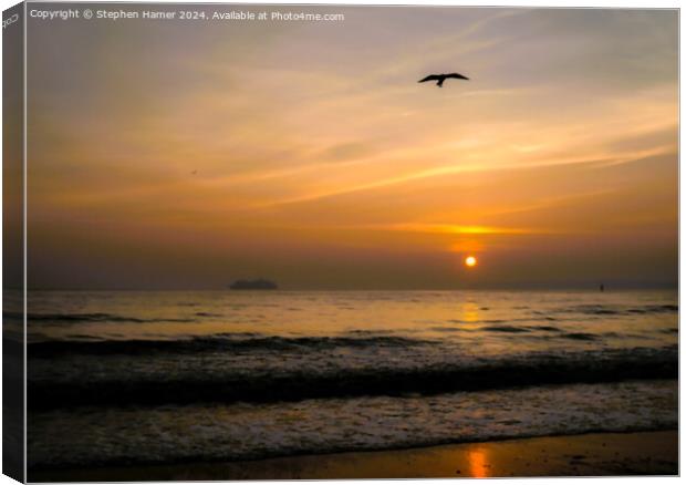 Sunrise and Seagull Silhouette Canvas Print by Stephen Hamer