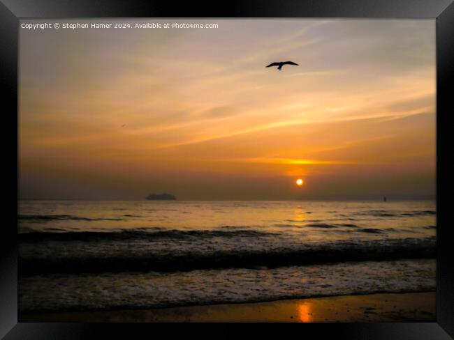 Sunrise and Seagull Silhouette Framed Print by Stephen Hamer