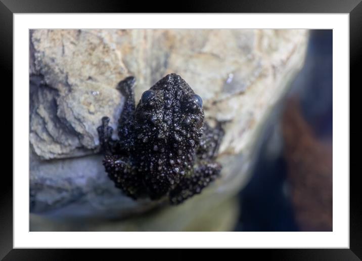 Mossy Frog Theloderma Corticale On Rock Framed Mounted Print by Artur Bogacki
