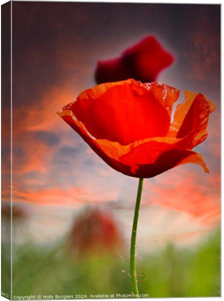 Poppy  in a Field on my travels  Canvas Print by Holly Burgess