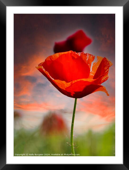 Poppy  in a Field on my travels  Framed Mounted Print by Holly Burgess