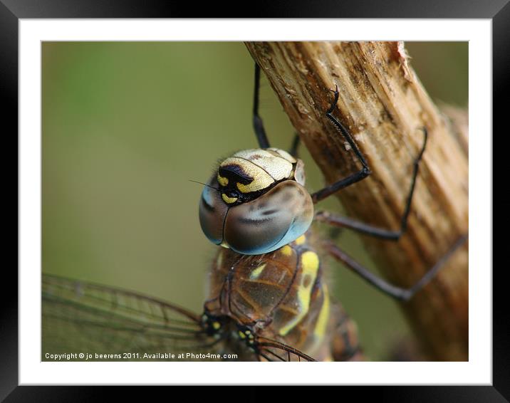 dragonfly Framed Mounted Print by Jo Beerens
