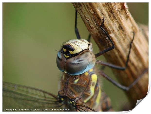 dragonfly Print by Jo Beerens