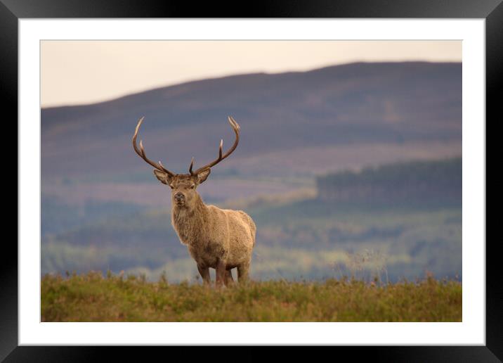 Red Deer Stag Framed Mounted Print by Macrae Images