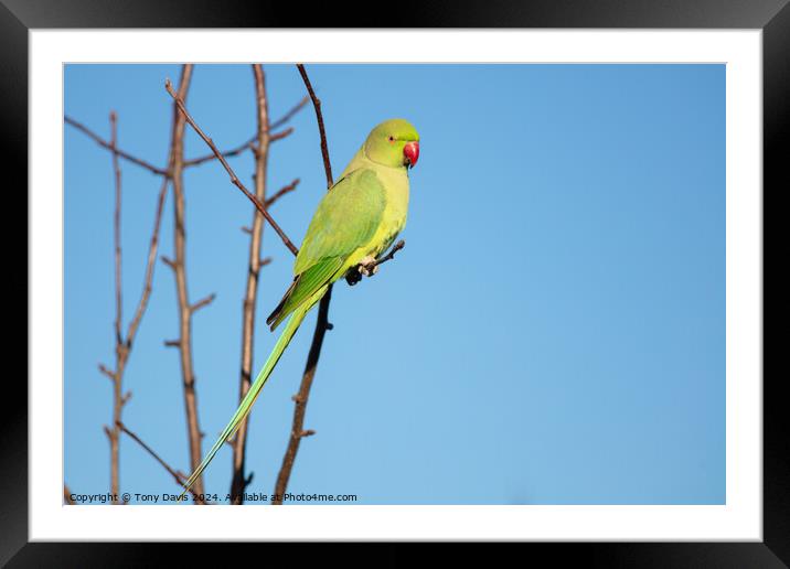 A parakeet sitting on a branch Framed Mounted Print by Tony Davis