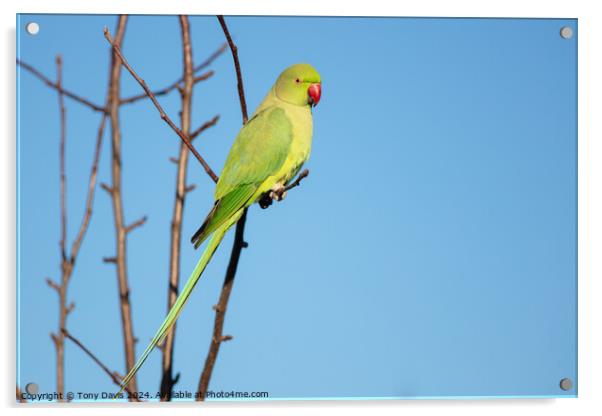 A parakeet sitting on a branch Acrylic by Tony Davis