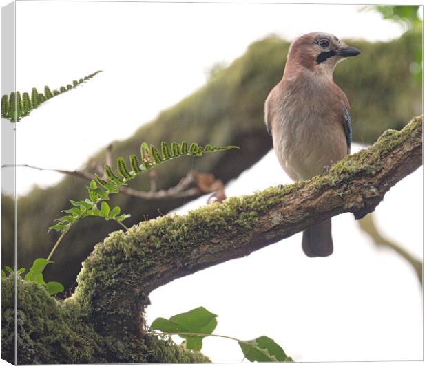 A most beautiful Jay bird in the tree Canvas Print by kathy white