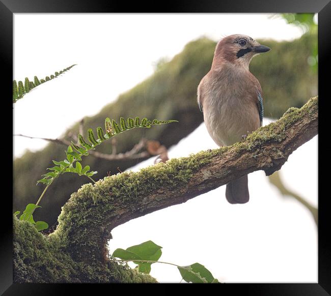 A most beautiful Jay bird in the tree Framed Print by kathy white