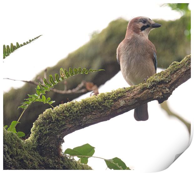 A most beautiful Jay bird in the tree Print by kathy white