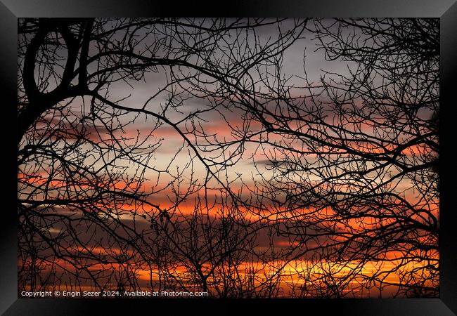 Bare tree branches in the sunset as abstract nature background Framed Print by Engin Sezer