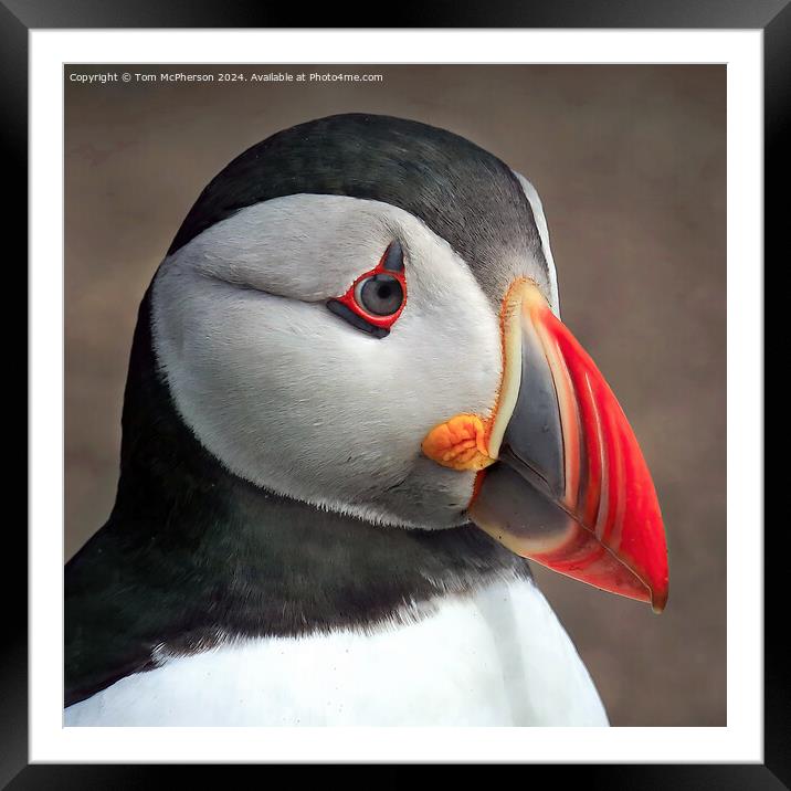 Puffin Portrait Framed Mounted Print by Tom McPherson