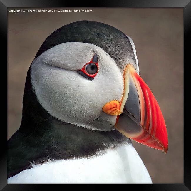 Puffin Portrait Framed Print by Tom McPherson