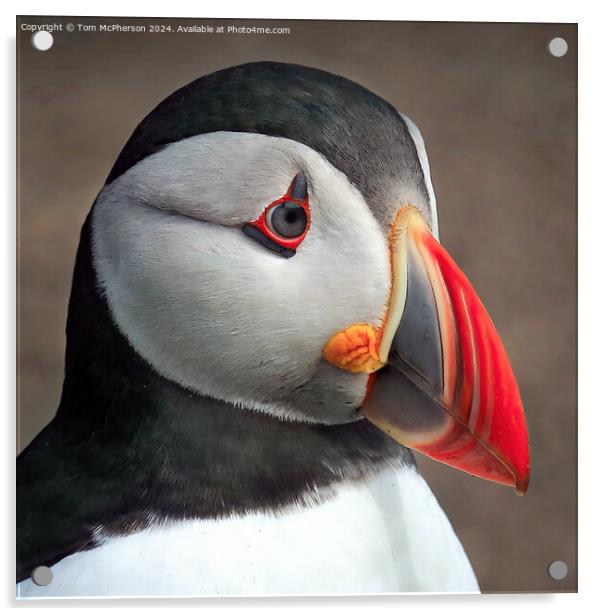 Puffin Portrait Acrylic by Tom McPherson