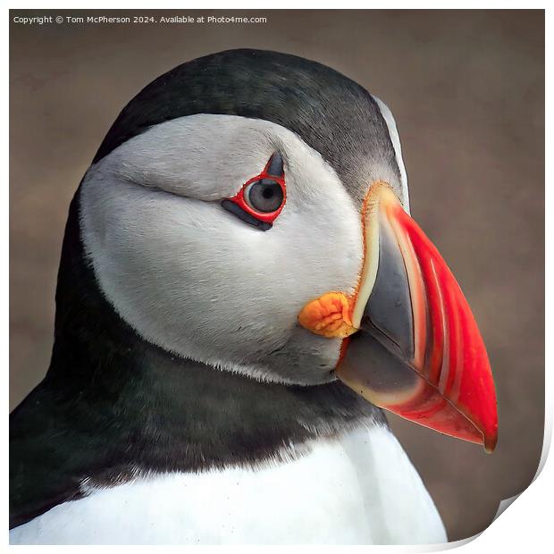 Puffin Portrait Print by Tom McPherson