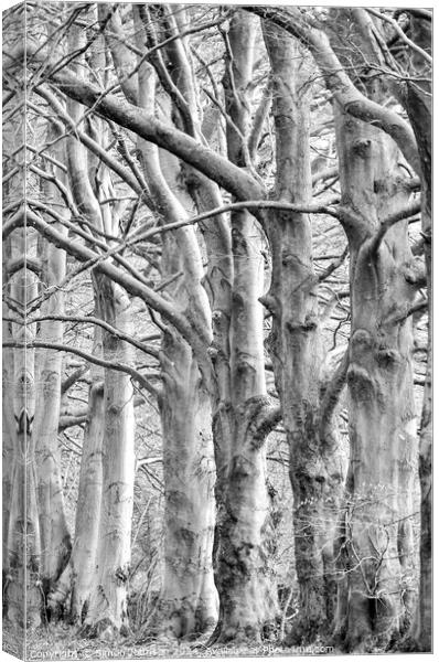 trees in Monochrome  Canvas Print by Simon Johnson