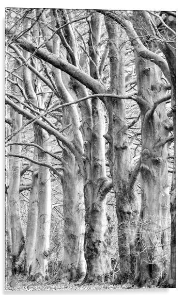 trees in Monochrome  Acrylic by Simon Johnson