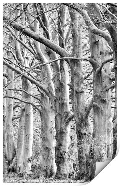 trees in Monochrome  Print by Simon Johnson