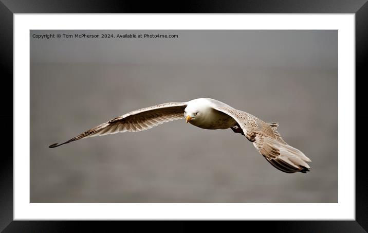 Herring Gull in Flight Framed Mounted Print by Tom McPherson