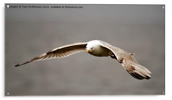 Herring Gull in Flight Acrylic by Tom McPherson
