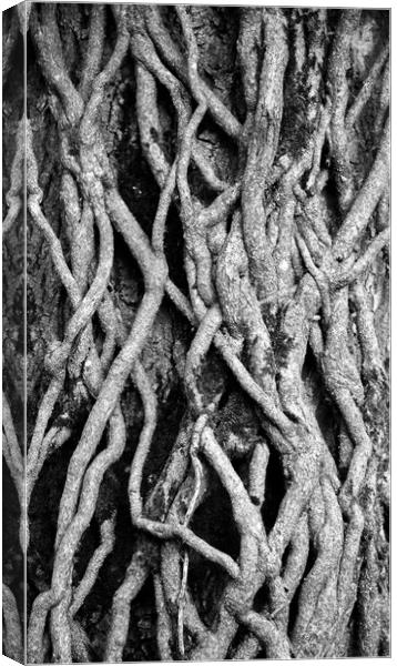 Pattrerns in nature Ivy Roots Canvas Print by Simon Johnson