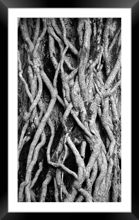 Pattrerns in nature Ivy Roots Framed Mounted Print by Simon Johnson