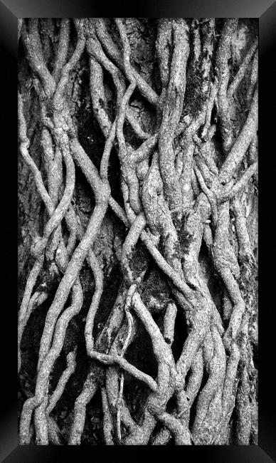 Pattrerns in nature Ivy Roots Framed Print by Simon Johnson