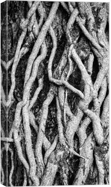 Ivy Roots and patterns in nature Canvas Print by Simon Johnson
