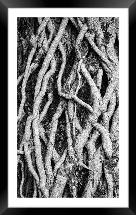 Ivy Roots and patterns in nature Framed Mounted Print by Simon Johnson