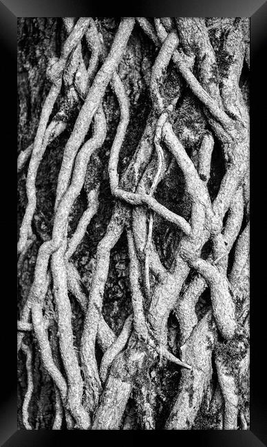 Ivy Roots and patterns in nature Framed Print by Simon Johnson