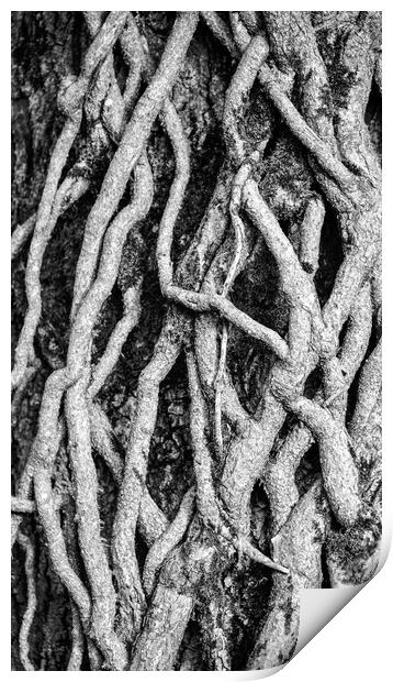 Ivy Roots and patterns in nature Print by Simon Johnson