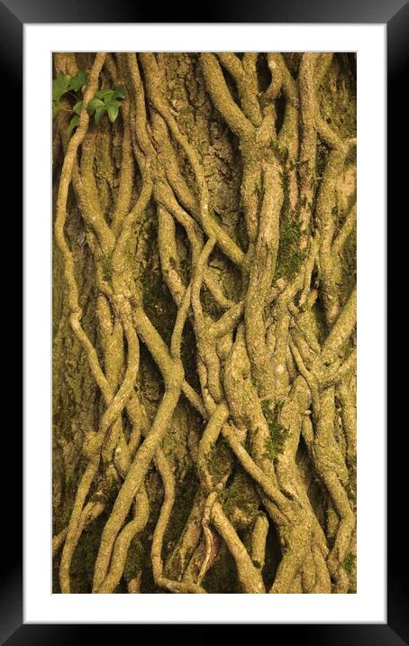 Patterns in nature Ivy roots Framed Mounted Print by Simon Johnson