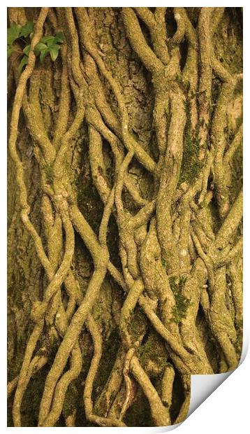 Patterns in nature Ivy roots Print by Simon Johnson
