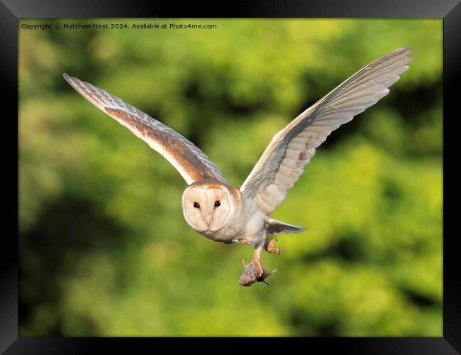 Barn Owl in Flight Framed Print by Matthew Hirst