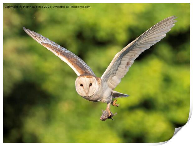 Barn Owl in Flight Print by Matthew Hirst
