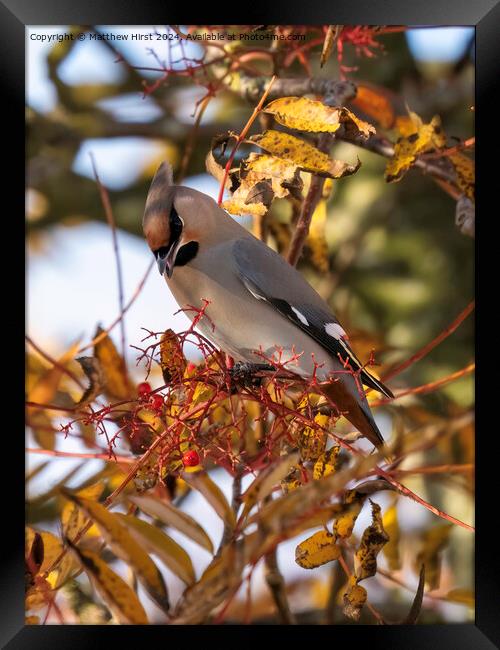 Waxwing In Rowan Tree Framed Print by Matthew Hirst