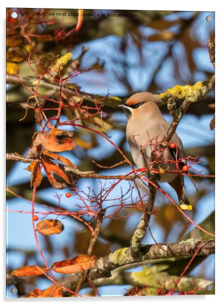 Waxwing In Rowan Tree Acrylic by Matthew Hirst