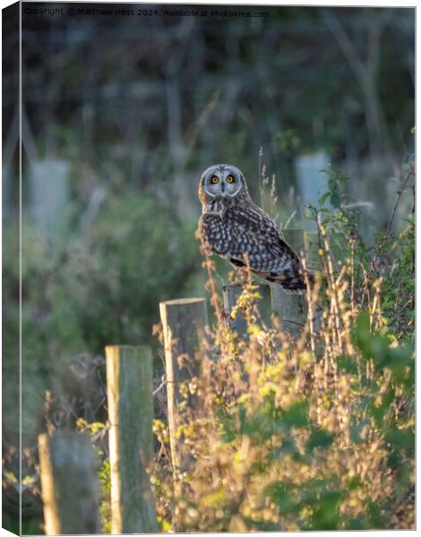 Short Eared Owl (what you looking at?) Canvas Print by Matthew Hirst